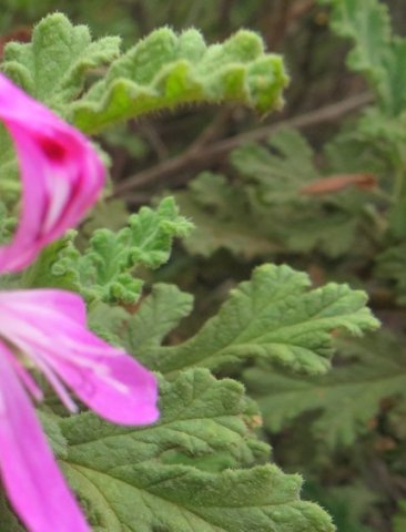Pelargonium quercifolium leaf hairiness